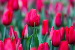 Growing and harvesting tulips in Rostov-on-Don Region