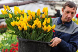 Growing and harvesting tulips in Rostov-on-Don Region