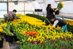 Growing and harvesting tulips in Rostov-on-Don Region