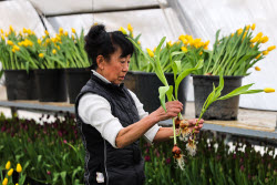 Growing and harvesting tulips in Rostov-on-Don Region