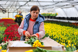 Growing and harvesting tulips in Rostov-on-Don Region