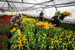 Growing and harvesting tulips in Rostov-on-Don Region