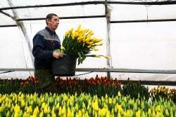 Growing and harvesting tulips in Rostov-on-Don Region