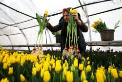 Growing and harvesting tulips in Rostov-on-Don Region