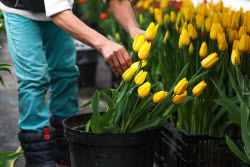 Growing and harvesting tulips in Rostov-on-Don Region