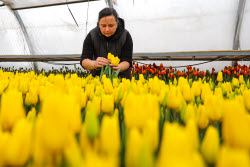 Growing and harvesting tulips in Rostov-on-Don Region