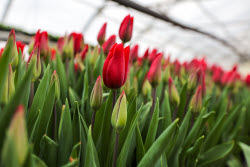 Growing and harvesting tulips in Rostov-on-Don Region
