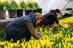 Growing and harvesting tulips in Rostov-on-Don Region