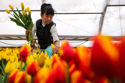 Growing and harvesting tulips in Rostov-on-Don Region
