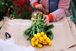 Growing and harvesting tulips in Rostov-on-Don Region