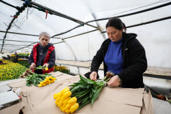 Growing and harvesting tulips in Rostov-on-Don Region