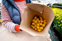 Growing and harvesting tulips in Rostov-on-Don Region
