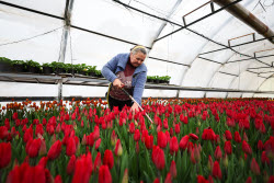 Growing and harvesting tulips in Rostov-on-Don Region