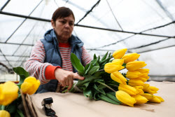 Growing and harvesting tulips in Rostov-on-Don Region
