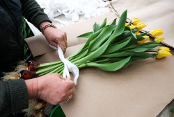 Growing and harvesting tulips in Rostov-on-Don Region