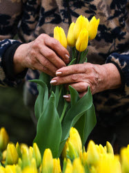 Growing and harvesting tulips in Rostov-on-Don Region