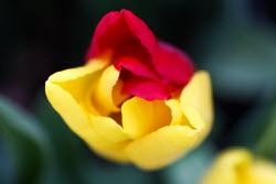 Growing and harvesting tulips in Rostov-on-Don Region