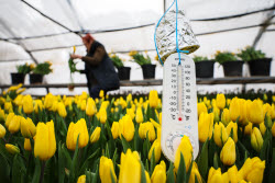 Growing and harvesting tulips in Rostov-on-Don Region