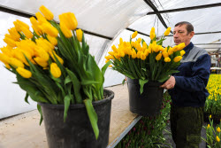 Growing and harvesting tulips in Rostov-on-Don Region
