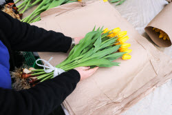 Growing and harvesting tulips in Rostov-on-Don Region