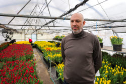Growing and harvesting tulips in Rostov-on-Don Region