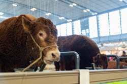 61st Agricultural Fair - Paris