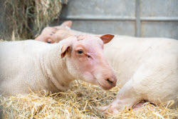 61st Agricultural Fair - Paris