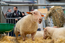 61st Agricultural Fair - Paris