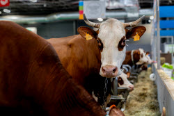 61st Agricultural Fair - Paris