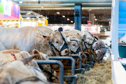 61st Agricultural Fair - Paris