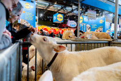 61st Agricultural Fair - Paris