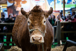 Illustration Agriculturel Fair - Paris