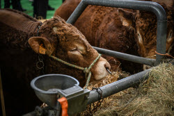Illustration Agriculturel Fair - Paris