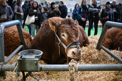 Illustration Agriculturel Fair - Paris