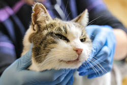 (+VIDEO) Cat rescue operation in Crimea