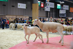 Agricultural Fair - Paris