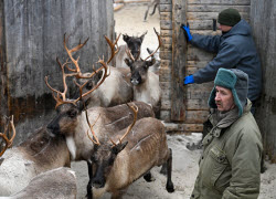 Вакцинация северных оленей в Мурманской области