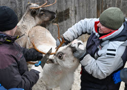 (+VIDEO) Vaccinating reindeer in Murmansk Region