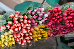Flowers on sale in Krasnodar in run-up to International Women's Day