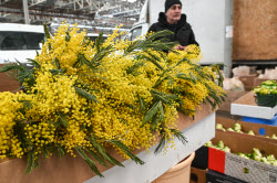 Flowers on sale in Krasnodar in run-up to International Women's Day