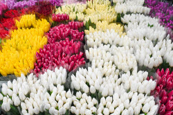 Flowers on sale in Krasnodar in run-up to International Women's Day