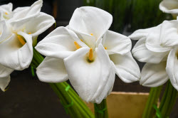 Flowers on sale in Krasnodar in run-up to International Women's Day