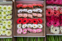 Flowers on sale in Krasnodar in run-up to International Women's Day