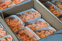 Flowers on sale in Krasnodar in run-up to International Women's Day