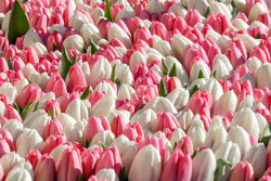 Sale of flowers on International Women's Day