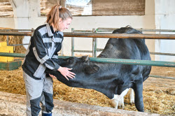 Rassvet commercial dairy farm in Krasnodar Region