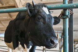 Rassvet commercial dairy farm in Krasnodar Region