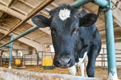 Rassvet commercial dairy farm in Krasnodar Region