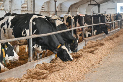Rassvet commercial dairy farm in Krasnodar Region