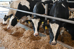 Rassvet commercial dairy farm in Krasnodar Region